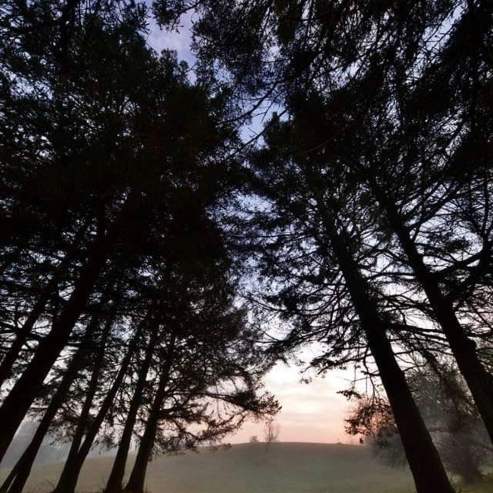 Meet your Posher, Anise!